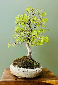 Image result for Celtis africana