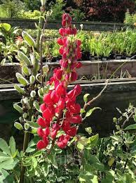 Image result for Baphia massaiensis