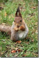 Infestations and the resulting damage are typically categorized as home maintenance issues, leaving the homeowner responsible for any expenses associated with removal or repair. Does Homeowner S Insurance Pay For Rodent Damage Pest Control Products