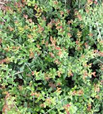 'carissa' is less cold hardy than 'dwarf burford', but is just as easily transplantable. Dwarf Yaupon Holly Care Pruning Size And Landscaping