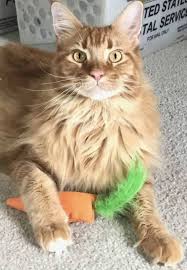 Shop chewy for high quality products and low prices to make mealtime more special with the best in cat dishes, food storage supplies and pet water fountains. 17 Puzzles On Amazon That Actually Challenge Cats
