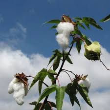 Image result for Gossypium