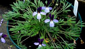 Image result for Viola eminii