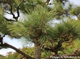 Image result for Hunteria densiflora