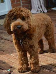Since being introduced to the labradoodle and goldendoodle puppy, we have fallen in love with them. 50 Cutest Labradoodle Pictures Page 6 The Paws Labradoodle Dogs Labradoodle Labradoodle Pictures