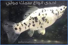 المولي Poecilia سمك زينة انواع الاسماك انواع الاسماك مع الصور معلوماتية نبات حيوان اسماك فوائد Fish Pet Pets Animals