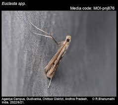 Image result for Euclasta