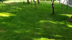 Primăria craiova își face srl de administrat imobile iar obiectivul autorităţii locale este de a oferi cetăţenilor servicii de calitate într o manieră profesională care să dea siguranţă şi confort cetățenilor din craiova. Primaria Sectorului 6 Distribuie Gratuit Gazon Asociatiilor De Proprietari Mobile