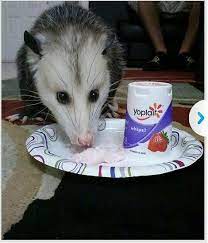 He S Eating My Breakfast Baby Possum Opossum Possum