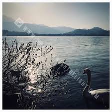 It's famous for its fantastic wildlife and woods. Watch The Best Youtube Videos Online Www Writtenwiththelight Com Photography Light Writtenwiththelight Work Gene Geneva Switzerland The Dreamers Swan Lake