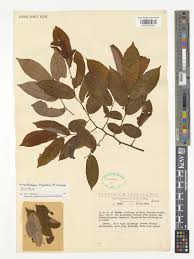 Image result for Monanthotaxis orophila