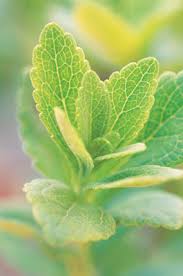 The leaf with a sweet side. Https Www Motherearthliving Com Gardening Plant Profile Stevia
