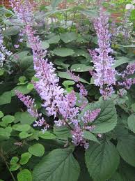 Image result for Plectranthus fruticosus