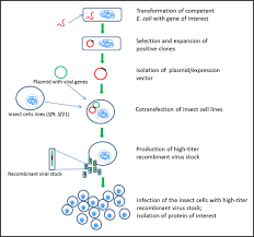 Protein Expression Systems Sigma Aldrich
