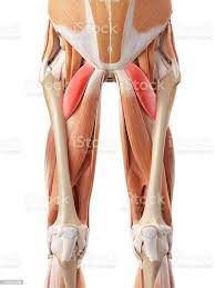 Foto De O Pectineo E Mais Fotos De Stock De Musculoso Istock