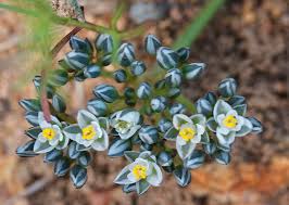 Image result for Limeum sulcatum