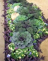 Impressive Ornamental Cabbage Decorations To Beautify Your Outdoors Fall Landscaping Fall Container Gardens Fall Garden Vegetables