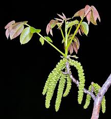 Image result for Juglandaceae