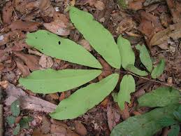 Image result for Gilbertiodendron dewevrei