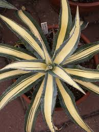Image result for Agave americana