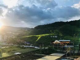Cameron highland butterfly garden (14 min) various butterflies, reptiles & amphibians are featured at this small farm with a cafe & gift shop. Book Direct Peony Apartment Cameron Promo Code 2021