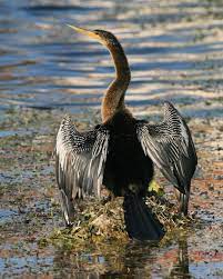Meet The Anhinga Anhinga Anhinga It S Known As The Snake Bird For The Way Its Long Neck Moves Through The Water When It S Avatar Animals Bird Aquatic Birds