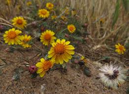 Image result for Nesaea linearis