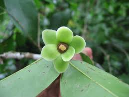 Image result for Uvaria acuminata