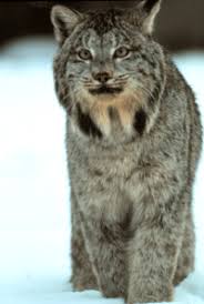 A total of 68 cat breeds. North American Small Wild Cats International Society For Endangered Cats