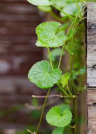 Image result for Centella asiatica