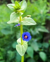 Image result for Lysimachia arvensis