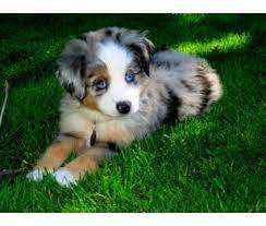 Mini aussies are supported by many breeders and. Pin On Cuteness