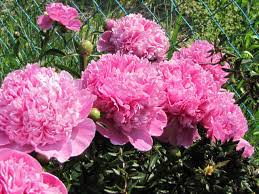 Minden pünkösdi rózsa a legjobb, ha legalább hat órás napfény van. A Punkosdi Rozsa Bazsarozsa Fajtai Gondozasa Es Szaporitasa Csaladinet Hu