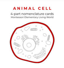 We did not find results for: Parts Of An Animal Cell 4 Part Nomenclature Cards By Flower Child Montessori