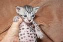 FBRL: Ocicat Breeders - breedlist