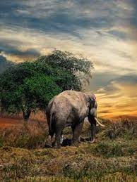 Letterbox delivered monthly from hornsby to the hawkesbury. Elephant Old Mobile Cell Phone Smartphone Wallpapers Hd Desktop Backgrounds 240x320 Images And Pictures