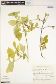 Image result for Lankesteria alba