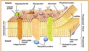 Penurunan limbah cair bod dan cod pada 10. Biologi Gonzaga Membran Plasma