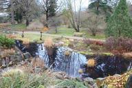 Image result for Aneilema umbrosum