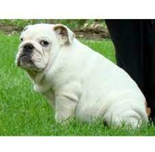 Advertise your bulldog puppies for free. 8 Best English Bulldog Breeders In Texas 2021 We Love Doodles