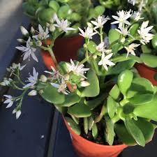 If your jade plant starts to etiolate from lack of light, prune it back. Jade Plant Molbak S Garden Home