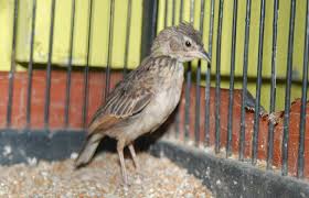 Burung branjangan ialah jenis burung pengicau yang habitat aslinya berasal dari padang rumput di wilayah australia dan asia tenggara. Cara Merawat Burung Branjangan Mabung Agar Cepat Tuntas Portal Informasi Kicau Mania Indonesia Terpercaya