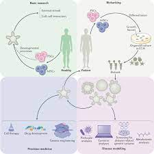 Check spelling or type a new query. Human Organoids Model Systems For Human Biology And Medicine Nature Reviews Molecular Cell Biology