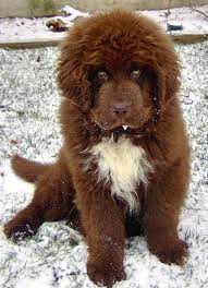 Pin On Future Pets