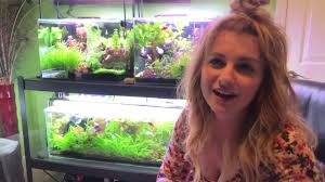 How To Keep A Betta Sorority Multiple Bettas In One Tank Youtube