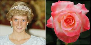 Fresh & beautiful flowers online. Flowers Named After Royals Princess Diana Roses
