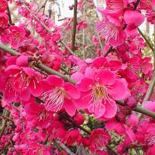 Maybe you would like to learn more about one of these? Prunus Mume Beni Chidori Buy Flowering Japanese Apricot Tree Prunus Mume Apricot Tree Flowering Trees