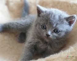 Top 5 British Shorthair Photo Kedi Komik Kediler Evcil Hayvanlar