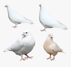 Select from premium pigeon sitting of the highest quality. Nobacks Com Isolated Free White Pigeon Sitting Png Transparent Png Transparent Png Image Pngitem