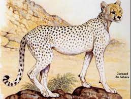 The Saharan Cheetah Of North Africa Is Quite Different In Appearance From The Other African Cheetahs Its Coat Is Shorter And Nearl Cheetah Cubs Mammals Feline